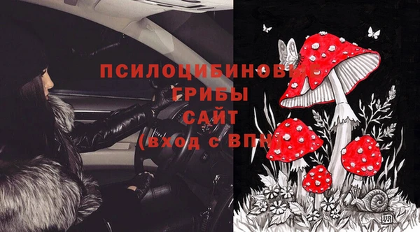 прущие грибы Абаза